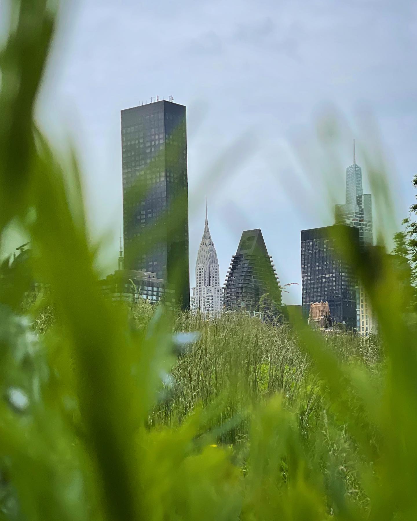 photo of the tops of New York skyscrapers seen through vegetation