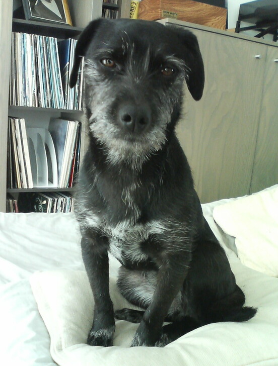 Two-year-old Nuala on pillow